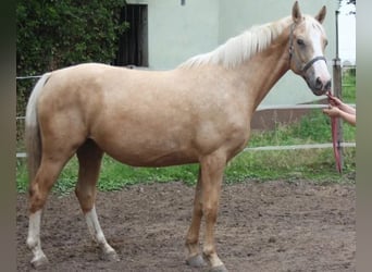 Caballo alemán, Semental, 16 años, 162 cm, Cremello