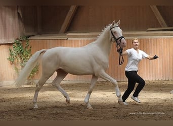 Caballo alemán, Semental, 16 años, 162 cm, Cremello