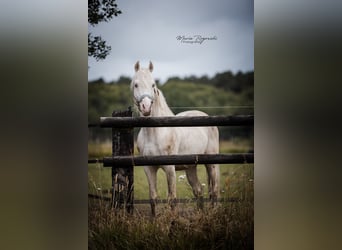 Caballo alemán, Semental, 16 años, 162 cm, Cremello