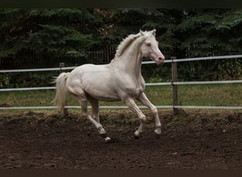 Caballo alemán, Semental, 17 años, 160 cm, Cremello