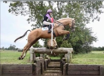 Caballo alemán, Semental, 19 años, 164 cm, Cremello