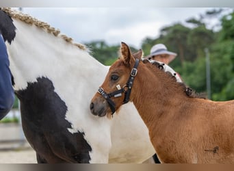 Caballo alemán, Semental, 1 año, 142 cm, Castaño oscuro