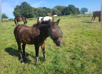 Caballo alemán, Semental, 1 año, 142 cm, Castaño oscuro