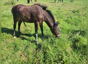 Caballo alemán, Semental, 1 año, 142 cm, Castaño oscuro