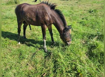 Caballo alemán, Semental, 1 año, 142 cm, Castaño oscuro