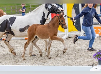 Caballo alemán, Semental, 1 año, 142 cm, Castaño oscuro