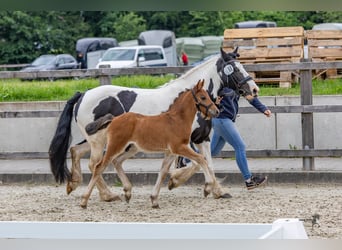 Caballo alemán, Semental, 1 año, 142 cm, Castaño oscuro