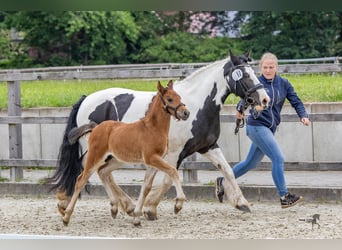 Caballo alemán, Semental, 1 año, 142 cm, Castaño oscuro