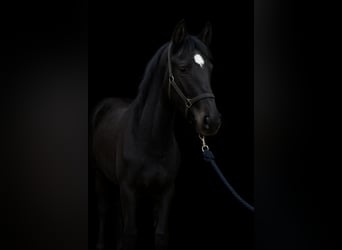 Caballo alemán, Semental, 1 año, 146 cm, Negro