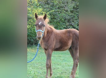 Caballo alemán Mestizo, Semental, 1 año, 160 cm, Alazán