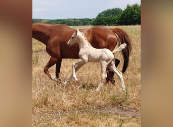 Caballo alemán, Semental, 1 año, 162 cm, Palomino