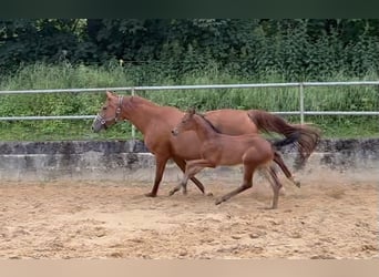 Caballo alemán, Semental, 1 año, 168 cm, Castaño