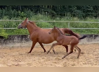 Caballo alemán, Semental, 1 año, 168 cm, Castaño