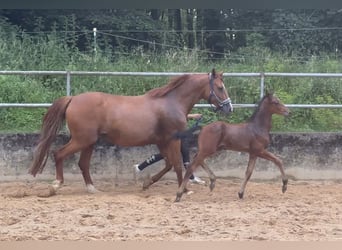 Caballo alemán, Semental, 1 año, 168 cm, Castaño