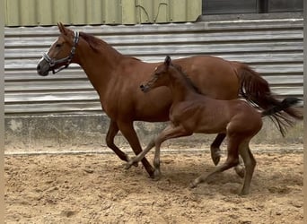 Caballo alemán, Semental, 1 año, 168 cm, Castaño