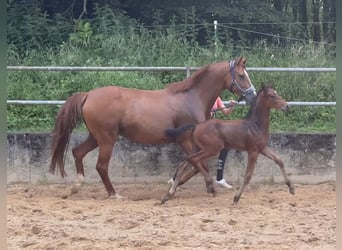 Caballo alemán, Semental, 1 año, 168 cm, Castaño