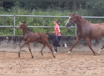 Caballo alemán, Semental, 1 año, 168 cm, Castaño