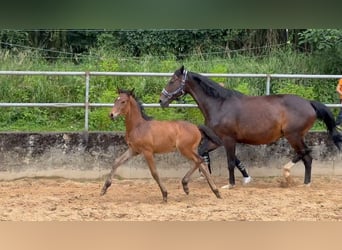 Caballo alemán, Semental, 1 año, 168 cm, Castaño