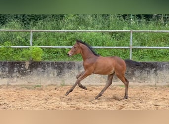 Caballo alemán, Semental, 1 año, 168 cm, Castaño