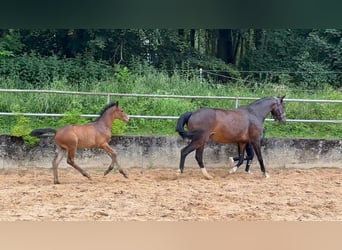 Caballo alemán, Semental, 1 año, 168 cm, Castaño