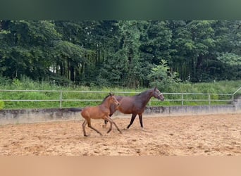 Caballo alemán, Semental, 1 año, 168 cm, Castaño