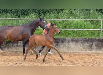 Caballo alemán, Semental, 1 año, 168 cm, Castaño