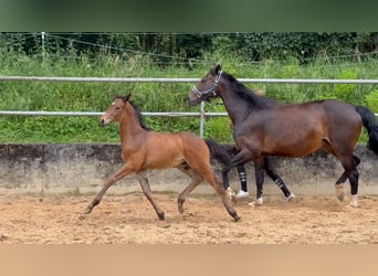 Caballo alemán, Semental, 1 año, 168 cm, Castaño