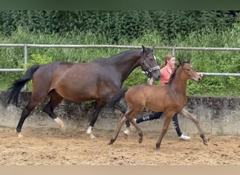 Caballo alemán, Semental, 1 año, 168 cm, Castaño