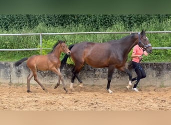 Caballo alemán, Semental, 1 año, 168 cm, Castaño