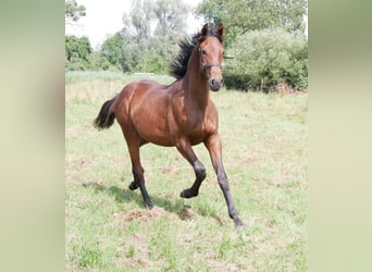 Caballo alemán, Semental, 1 año, 169 cm, Castaño