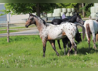 Caballo alemán, Semental, 1 año, 170 cm, Atigrado/Moteado