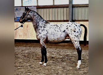 Caballo alemán, Semental, 1 año, 170 cm, Atigrado/Moteado