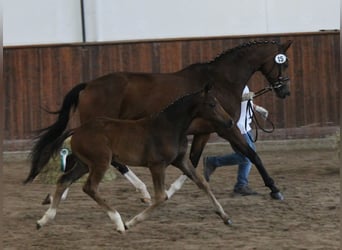 Caballo alemán, Semental, 1 año, 170 cm