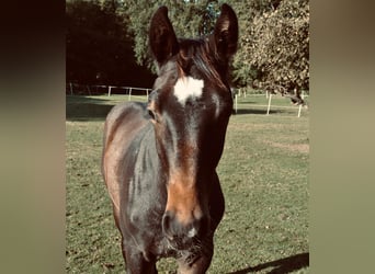 Caballo alemán, Semental, 1 año, 170 cm, Castaño