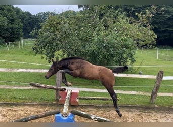 Caballo alemán, Semental, 1 año, 170 cm, Castaño