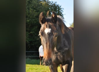 Caballo alemán, Semental, 1 año, 170 cm, Castaño