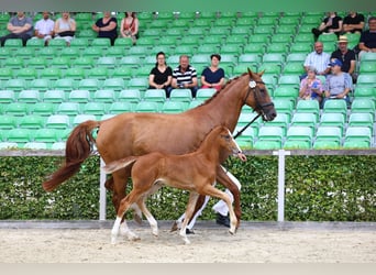 Caballo alemán, Semental, 1 año, 174 cm, Alazán