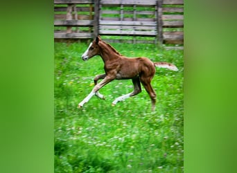 Caballo alemán, Semental, 1 año, Alazán
