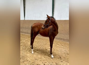 Caballo alemán, Semental, 1 año, Castaño