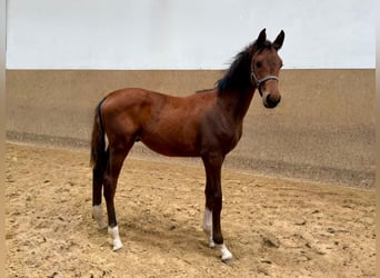 Caballo alemán, Semental, 1 año, Castaño