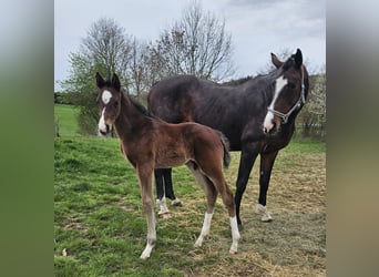 Caballo alemán, Semental, 1 año, Castaño