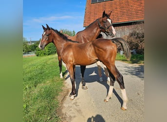 Caballo alemán, Semental, 1 año, Castaño