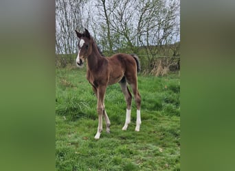 Caballo alemán, Semental, 1 año, Castaño