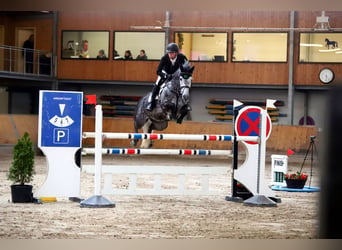 Caballo alemán, Semental, 1 año, Castaño