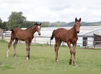 Caballo alemán, Semental, 1 año, Castaño