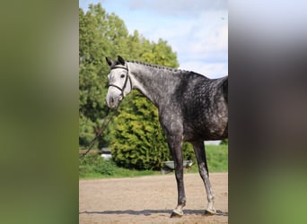 Caballo alemán, Semental, 1 año, Castaño