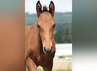 Caballo alemán, Semental, 1 año, Castaño