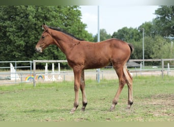 Caballo alemán, Semental, 1 año, Castaño