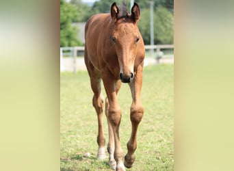 Caballo alemán, Semental, 1 año, Castaño