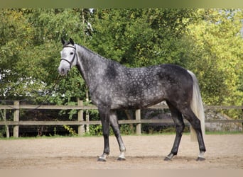 Caballo alemán, Semental, 1 año, Castaño